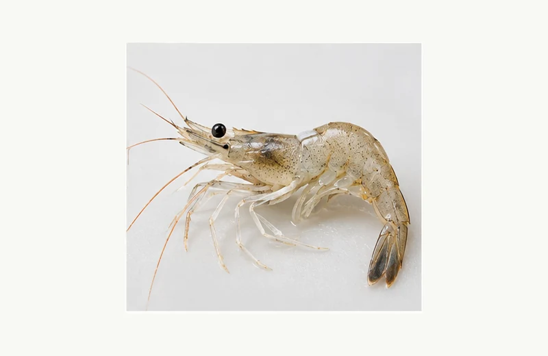 Ghost Shrimp fishing bait