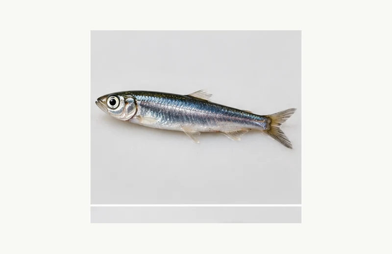 Live Anchovy fishing bait