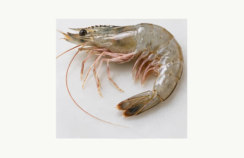 Live Shrimp fishing bait