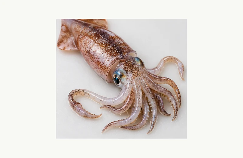 Live Squid fishing bait