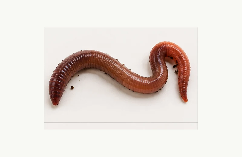 Nightcrawler fishing bait