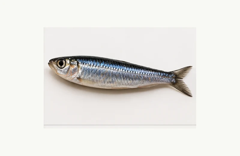 Whole Baitfish (Mackerel/Sardine) fishing bait